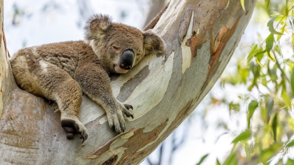 $140M Koala National Park