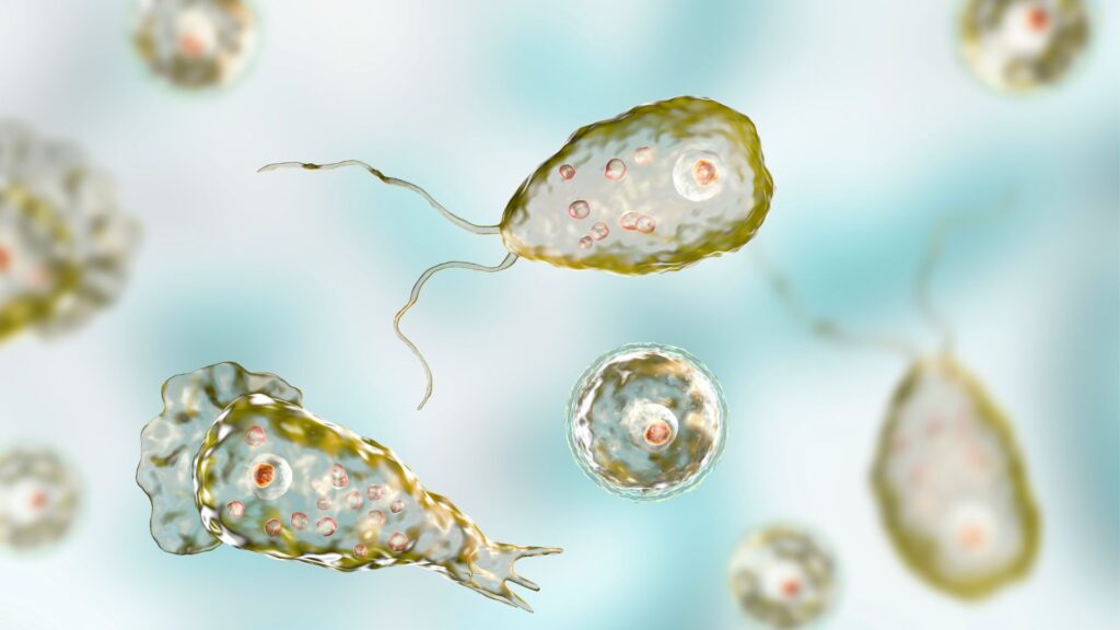 Brain-Eating Amoeba